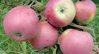 В Україні вивели стійкі до хвороб сорти яблук Рис.1