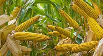 Вчені розповіли про користь ГМ кукурудзи Рис.1