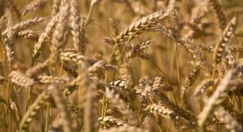 Жнива-2019: В Україні зібрано 2,7 млн тонн зерна нового врожаю Рис.1