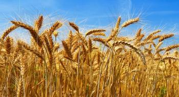 Аграрії Миколаївщини намолотили перший мільйон тонн зерна нового врожаю Рис.1