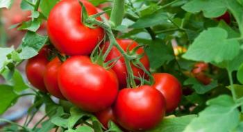 Бельгійські виробники томатів впроваджують інноваційні системи Рис.1
