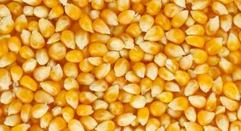 Чиїм насінням сіють кукурудзу в Україні: топ-10 виробників Рис.1