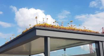 Для бджіл: у Нідерландах дахи автобусних зупинок засадили квітами Рис.1