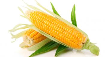 Експортні ціни на українську кукурудзу невпинно зростають Рис.1