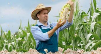 Фермер в шоці: весь урожай кукурудзи став попкорном Рис.1