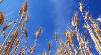Фермерам порадили, як вигідно продати пшеницю Рис.1