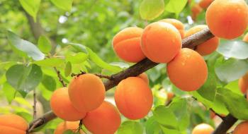 На Одещині закладуть сад самозапильних сортів абрикоса Рис.1