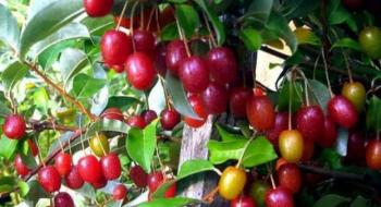 На Тернопільщині омолоджуються унікальною ягодою з незвичною назвою Рис.1