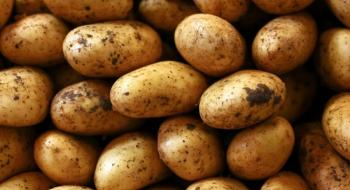 На українському ринку продовжують знижуватися ціни на картоплю Рис.1