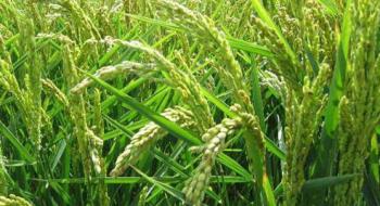 На європейський ринок виходить новий препарат для гербіцидного захисту рису Рис.1