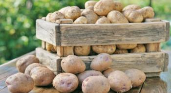 Перед початком зберігання картоплю слід обробляти біопрепаратами Рис.1