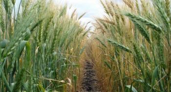 Сучасні сорти пшениці більш стійкі, ніж вважалося раніше Рис.1
