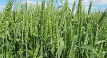 Сибірські селекціонери представили перспективні сорти зернових Рис.1