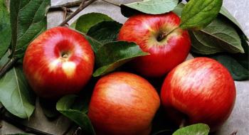 У Польщі планують посилити контроль за справжністю органічних яблук Рис.1