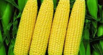 Україна стала основним постачальником кукурудзи в ЄС Рис.1