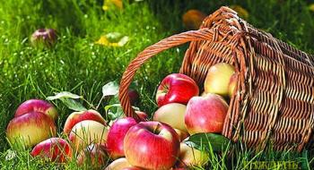 Урожай яблук може скоротитися через погодні умови Рис.1