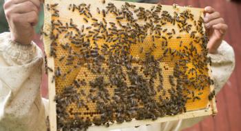 В Україні масово мруть бджоли, провокуючи подорожчання меду Рис.1