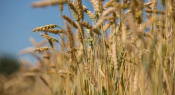 В Україні очікується хороший врожай пшениці, неоднорідна якість та мінімальний ціновий спред на продовольче та фуражне зерно Рис.1
