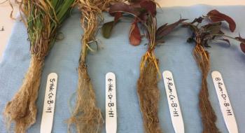 В умовах посухи рослини диктують своїм мікробіомам моделі поведінки Рис.1