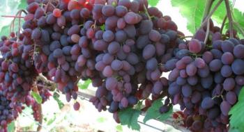 Вітчизняні вчені працюють над створенням безнасінних сортів винограду Рис.1