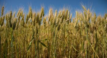 Жнива-2019: Майже всі області приступили до збирання ранніх зернових культур Рис.1