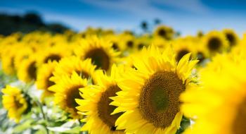 Аграріям пропонують ефективний захист соняшнику від фомозу та гнилей Рис.1