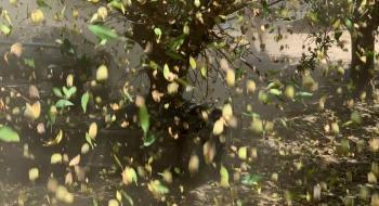 Безпілотна техніка струшує урожай на плантації мигдалю в Каліфорнії Рис.1
