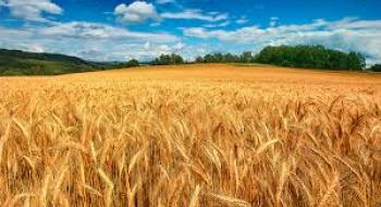 Ціни на пшеницю відновилися завдяки спекулятивним купівлям Рис.1