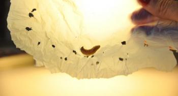 Дівчина з Маріуполя винайшла спосіб утилізації пластику за допомогою личинок жуків Рис.1