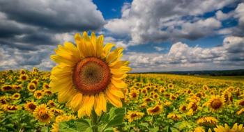 Елеватори півдня України почали прийом соняшнику нового врожаю Рис.1