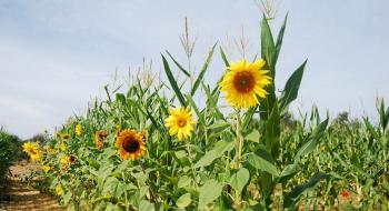 Гідрометцентр: Соняшнику, кукурудзі і цукровим бурякам не вистачає вологи Рис.1