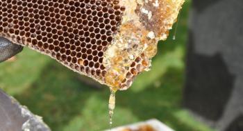 Інноваційний медовий порошок дасть новий стимул для розвитку бджільництві Рис.1