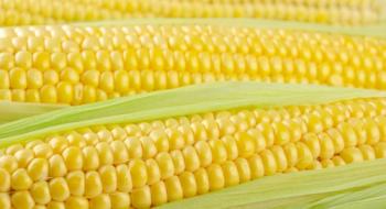 На гектарі солодкої кукурудзи в Україні можна заробити до 5 тисяч доларів Рис.1