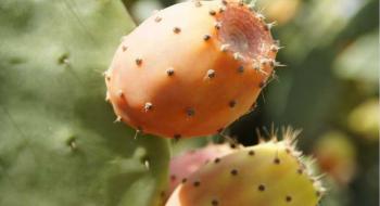 На півдні України стають популярними кактусові груші Рис.1