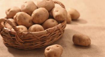 На Волині презентували нові сорти картоплі Рис.1