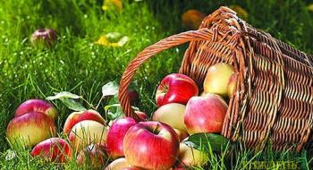На Закарпатті фахівці фітосанітари долучилися до обговорення питань якості урожаю яблук в садах регіону Рис.1