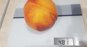 На Запоріжжі фермер виростив півкілограмовий персик Рис.1