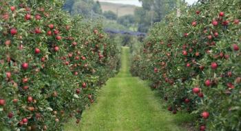 Нові яблуневі сади – одна з найпривабливіших інвестиційних ніш Рис.1