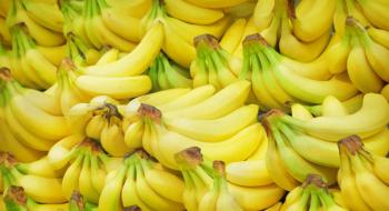 «Панамська хвороба» поширилася на 175 га бананових плантацій Колумбії Рис.1