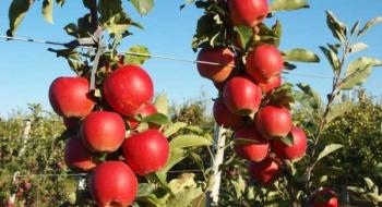 Перші яблука сорту «Гала» в Україні продаються в 2-3 рази дорожче, ніж роком раніше Рис.1