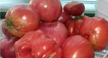 Під Запоріжжям родина фермерів вирощує помідори-гіганти Рис.1