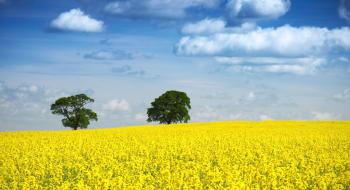 У 11 областях України розпочато посів озимого ріпаку під урожай 2020 року Рис.1