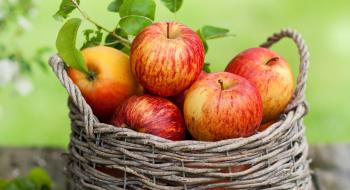 Україна потіснила польське яблуко на ринку ОАЕ Рис.1