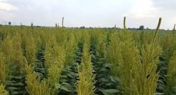 Українські фермери налагодили експорт продуктів з амаранту Рис.1