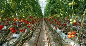 В Туреччині вирощують помідори в геотермальних теплицях Рис.1