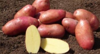 В Україні дешевшає картопля Рис.1