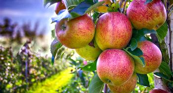 В Україні очікують близько мільйона тон врожаю яблук Рис.1