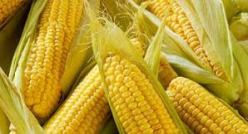 В Україні спостерігається дефіцит насіння цукрової кукурудзи — селекціонер Рис.1