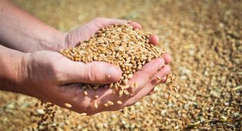 В Україні збільшено прогноз врожаю зернових Рис.1