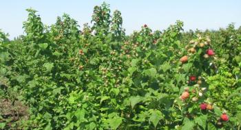 Волинський розсадник отримав сетрифікат на вирощування ягідних саджанців Рис.1